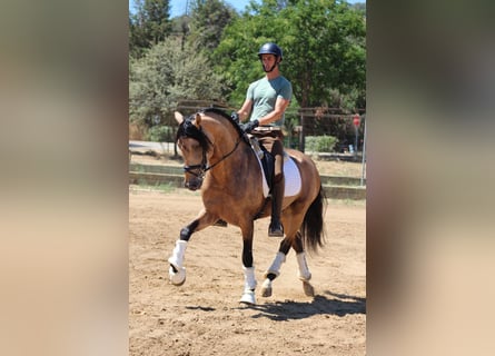 PRE Mestizo, Semental, 5 años, 166 cm, Bayo