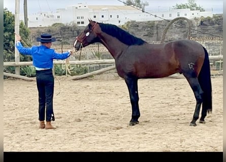 PRE Mestizo, Semental, 5 años, 166 cm, Castaño