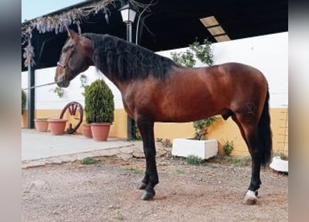 PRE Mestizo, Semental, 5 años, 166 cm, Castaño rojizo