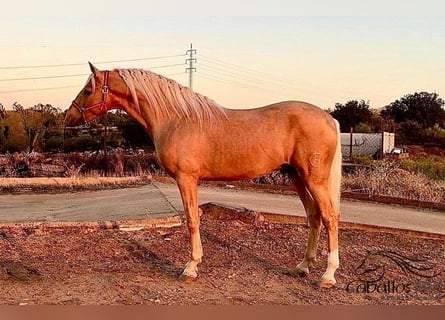 PRE Mestizo, Semental, 5 años, 166 cm, Palomino