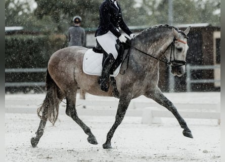 PRE Mestizo, Semental, 5 años, 166 cm, Tordo