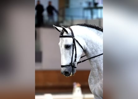 PRE, Semental, 5 años, 166 cm, Tordo rodado