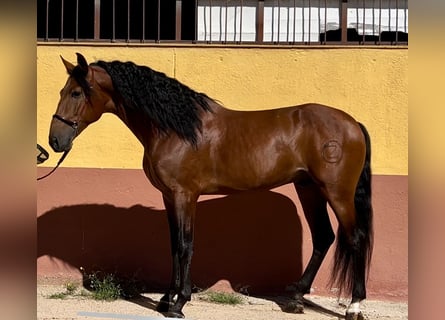 PRE Mestizo, Semental, 5 años, 167 cm, Castaño