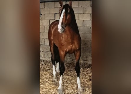 PRE, Semental, 5 años, 167 cm, Castaño