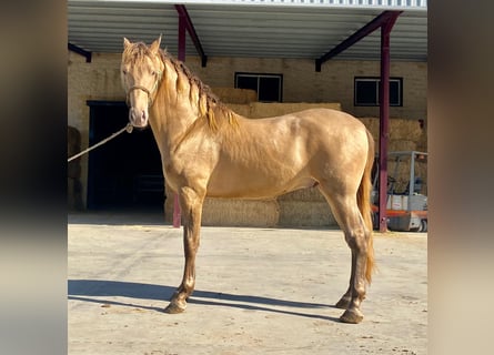 PRE Mestizo, Semental, 5 años, 167 cm, Champán