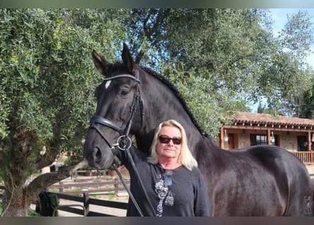 PRE Mestizo, Semental, 5 años, 167 cm, Negro