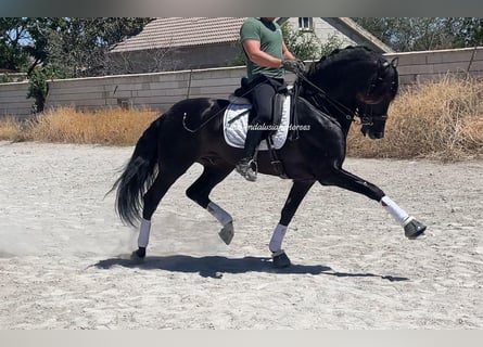 PRE Mestizo, Semental, 5 años, 167 cm, Negro