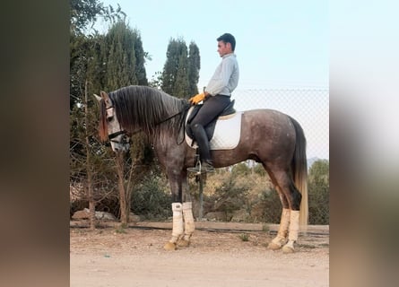 PRE, Semental, 5 años, 167 cm, Tordo rodado