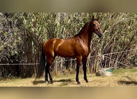 PRE, Semental, 5 años, 168 cm, Castaño