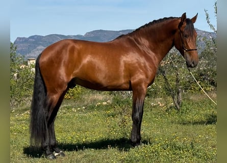 PRE Mestizo, Semental, 5 años, 168 cm, Castaño