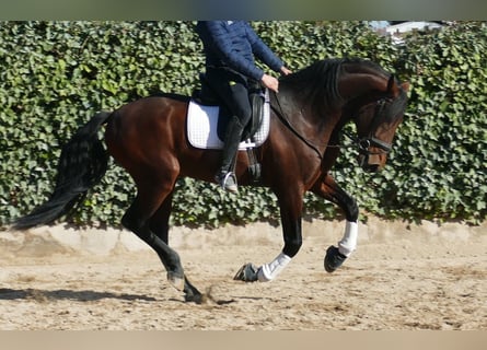 PRE Mestizo, Semental, 5 años, 168 cm, Castaño oscuro