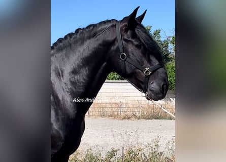 PRE Mestizo, Semental, 5 años, 168 cm, Negro