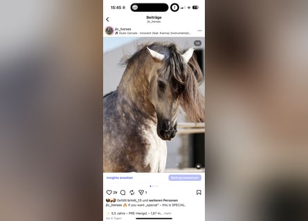 PRE Mestizo, Semental, 5 años, 168 cm, Tordo