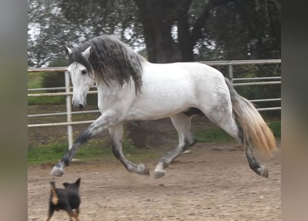 PRE, Semental, 5 años, 168 cm, Tordo rodado