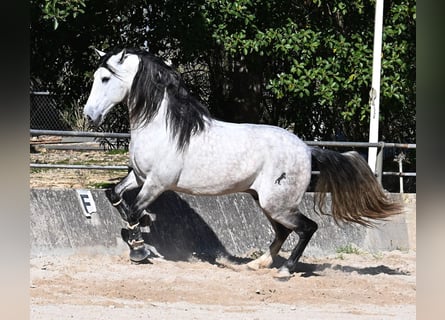 PRE Mestizo, Semental, 5 años, 169 cm, Tordo