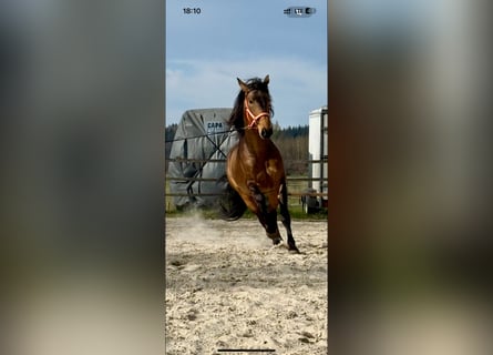 PRE Mestizo, Semental, 5 años, 170 cm, Buckskin/Bayo