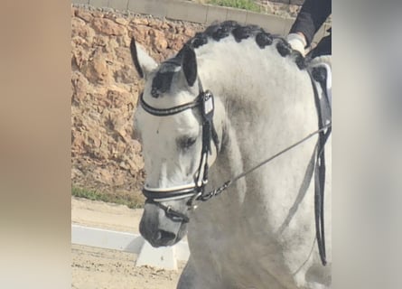 PRE, Semental, 5 años, 170 cm, Tordo