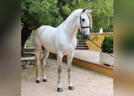 PRE, Semental, 5 años, 171 cm, Tordo