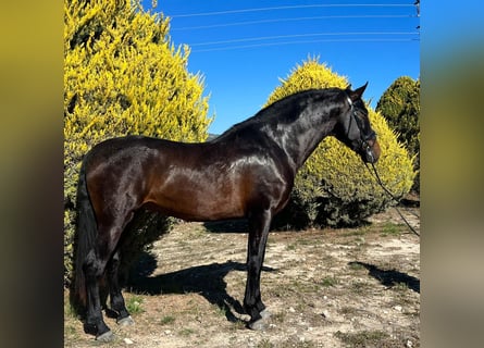 PRE, Semental, 5 años, 172 cm, Castaño oscuro