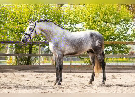PRE Mestizo, Semental, 5 años, 172 cm, Tordo