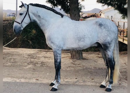 PRE Mestizo, Semental, 5 años, 172 cm, Tordo