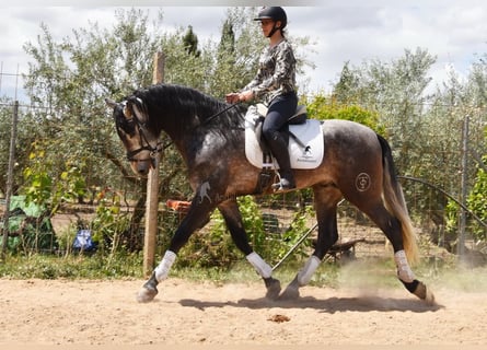 PRE, Semental, 5 años, 172 cm, Tordo
