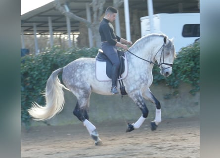 PRE Mestizo, Semental, 5 años, 174 cm, Tordo rodado