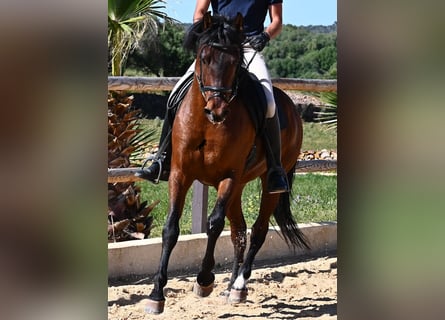 PRE Mestizo, Semental, 6 años, 157 cm, Castaño