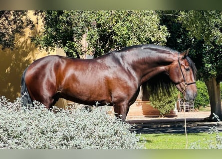 PRE Mestizo, Semental, 6 años, 160 cm, Castaño oscuro