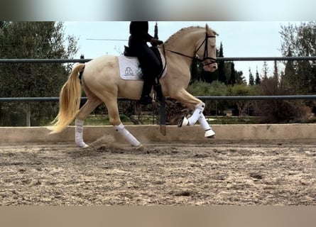 PRE Mestizo, Semental, 6 años, 160 cm, Cremello