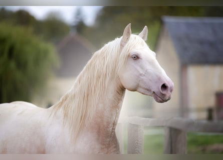 PRE Mestizo, Semental, 6 años, 160 cm, Cremello