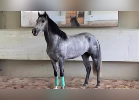 PRE Mestizo, Semental, 6 años, 160 cm, Tordo