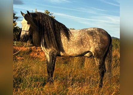 PRE Mestizo, Semental, 6 años, 160 cm, Tordo rodado