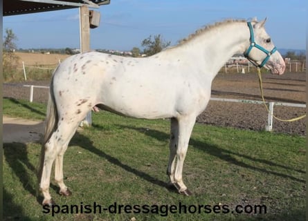 PRE Mestizo, Semental, 6 años, 160 cm, White/Blanco