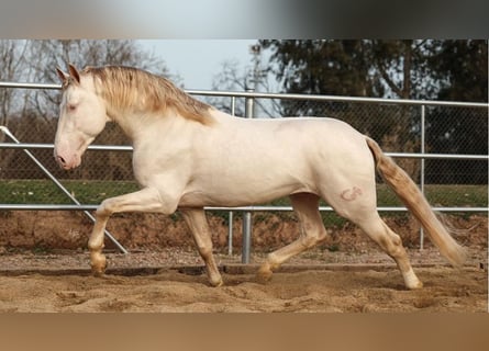 PRE Mestizo, Semental, 6 años, 161 cm, Perlino