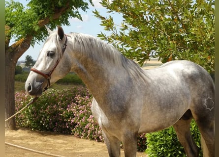 PRE Mestizo, Semental, 6 años, 161 cm, Tordo