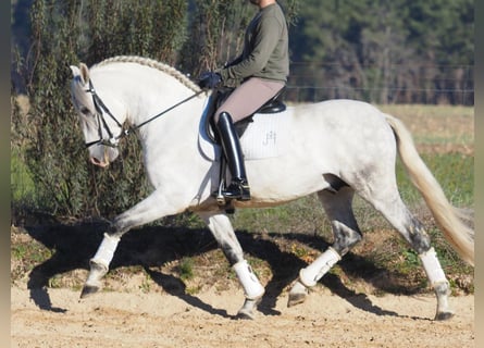 PRE Mestizo, Semental, 6 años, 161 cm, Tordo