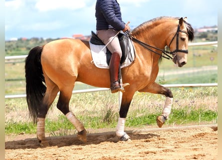 PRE Mestizo, Semental, 6 años, 162 cm, Bayo