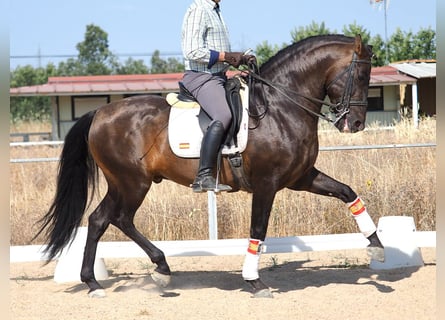 PRE Mestizo, Semental, 6 años, 162 cm, Castaño