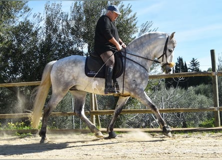 PRE, Semental, 6 años, 162 cm, Tordo