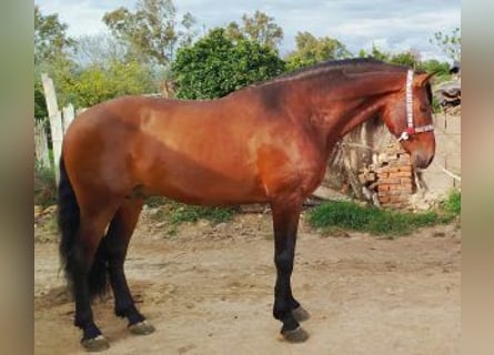 PRE Mestizo, Semental, 6 años, 163 cm, Castaño rojizo