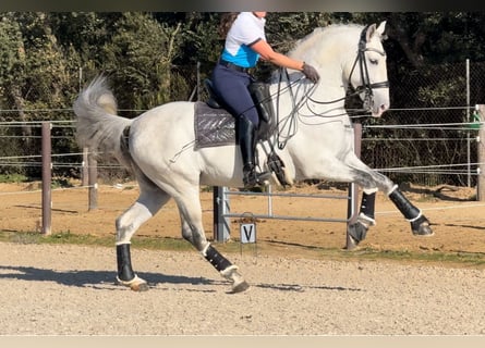 PRE Mestizo, Semental, 6 años, 163 cm, Tordo