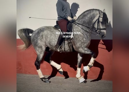 PRE Mestizo, Semental, 6 años, 163 cm, Tordo rodado