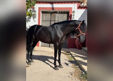 PRE Mestizo, Semental, 6 años, 165 cm, Negro