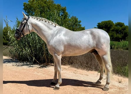 PRE Mestizo, Semental, 6 años, 165 cm, Tordo