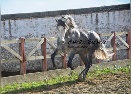 PRE, Semental, 6 años, 165 cm, Tordo rodado