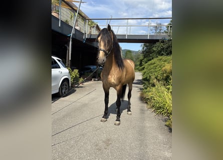 PRE Mestizo, Semental, 6 años, 166 cm, Buckskin/Bayo
