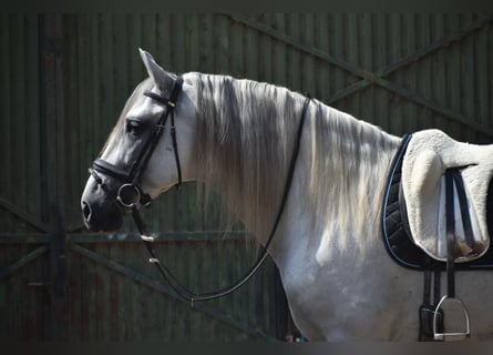 PRE Mestizo, Semental, 6 años, 166 cm, Tordo rodado