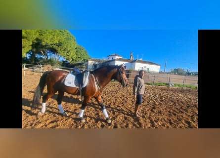 PRE Mestizo, Semental, 6 años, 167 cm, Castaño