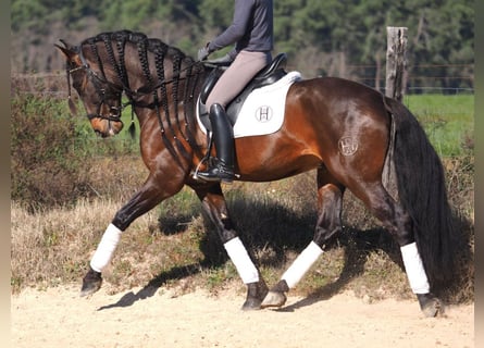 PRE Mestizo, Semental, 6 años, 168 cm, Castaño